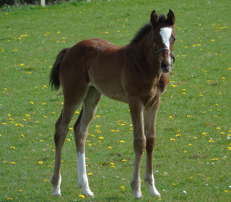 2024 filly by Frankel